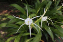 Hymenocallis 'Super Star' - 1 - 2 gallon pot