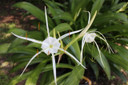 Hymenocallis 'Super Star' - 1 - 2 gallon pot