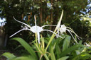 Hymenocallis 'Super Star' - 1 - 2 gallon pot