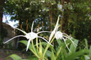 Hymenocallis 'Super Star' - 1 - 2 gallon pot