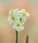 Daffodil 'Wintersun' -  bulbs 