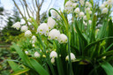 Leucojum aestivum 'Giant Snowflakes' - 10 bulbs