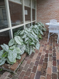 Caladium 'White Christmas' - 3 tubers