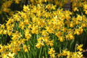 Daffodil 'Tete-a-Tete' - 5 bulbs