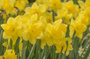 Daffodil 'Dutch Master' - 5 bulbs
