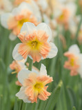 Daffodil 'Mallee' - 5 bulbs