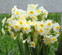 Daffodil 'Avalanche' - 5 bulbs