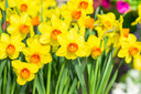 Daffodil 'Monal' - 5 bulbs