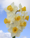 Daffodil 'Salome' - 5 bulbs