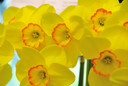 Daffodil 'Pacific Rim' - 5 bulbs