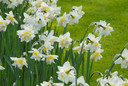 Daffodil 'White Lion' - 5 bulbs