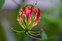 Gloriosa rothschildiana var. Oriental Super fire lily - 5 tubers