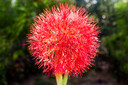 Blood Lily (Scadoxus multiflorus) - 3 bulbs