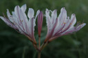 Peppermint Spider Lily (Lycoris incarnata) - 2 bulbs