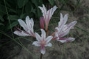 Peppermint Spider Lily (Lycoris incarnata) - 2 bulbs