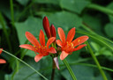 Orange Spider Lily (Lycoris sanguinea) - 2 bulbs