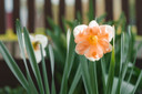 Daffodil 'Apricot Whirl' - 5 bulbs