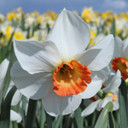 Daffodil 'Colin's Joy' - 5 bulbs