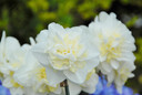 Daffodil 'Easter Born' - 5 bulbs