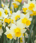Daffodil 'Golden Echo' - 5 bulbs