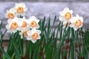 Daffodil 'Pink Charm' - 5 bulbs