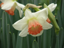 Daffodil 'Pink Charm' - 5 bulbs