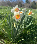 Daffodil 'Pink Charm' - 5 bulbs