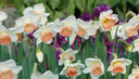 Daffodil 'Pink Charm' - 5 bulbs