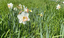 Daffodil 'Pink Charm' - 5 bulbs