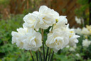 Daffodil 'Rose of May' - 5 bulbs