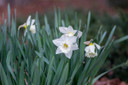 Daffodil 'Stainless' - 5 bulbs