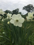 Daffodil 'Stainless' - 5 bulbs