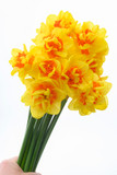 Daffodil 'Vulcanello' - 5 bulbs