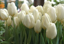 Tulipa 'Purissima' -  5 bulbs