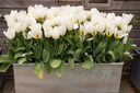 Tulipa 'Purissima' -  5 bulbs