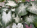 Caladium 'Aaron' - 5 tubers