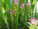 Curcuma zeodaria 'Pink Wonder' - 3 bulbs