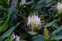 Hedychium ellipticum (Shaving Brush Ginger Lily) -  3 bulbs