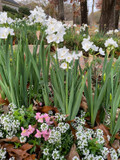 Landscaping Paperwhites Narcissus 'Ziva' -  5 bulbs Landscaping Paperwhites Narcissus 'Ziva' -  5 bulbs