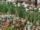 Landscaping Paperwhites Narcissus 'Ziva' -  5 bulbs Landscaping Paperwhites Narcissus 'Ziva' -  5 bulbs