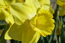 Daffodil 'Fellow's Favorite' - 5 bulbs