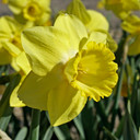 Daffodil 'Fellow's Favorite' - 5 bulbs