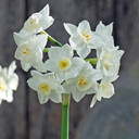 Daffodil 'Polly's Pearl' - 5 bulbs