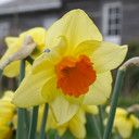 Daffodil 'Texel Sun' - 5 bulbs