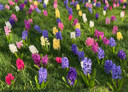Hyacinthus Hyacinth Purple 'Splendid Cornelia' - 5 bulbs 
