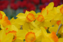 Daffodil 'Ceyclon' - 5 bulbs