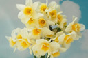 Daffodil 'Sweet Love' - 5 bulbs