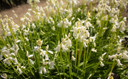 Hyacinthoides hispanica 'White City Bluebells' - 10 bulbs 