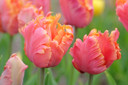 Tulipa 'Amazing Parrot' - 5 bulbs