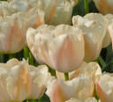 Tulipa 'Apricot Pride' - 5 bulbs
